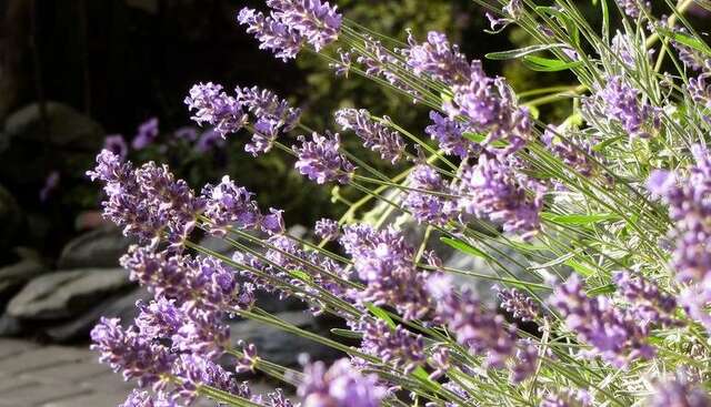 Гостиница У Антонины Архипо-Осиповка-24